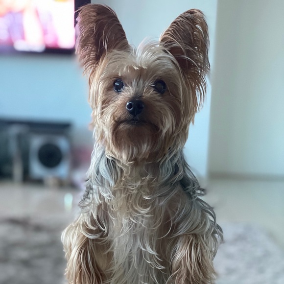 modibruno